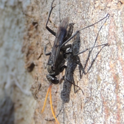 Pompilidae (family) (Unidentified Spider wasp) at Conder, ACT - 4 Dec 2016 by MichaelBedingfield