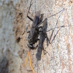 Pompilidae (family) (Unidentified Spider wasp) at Conder, ACT - 3 Dec 2016 by michaelb