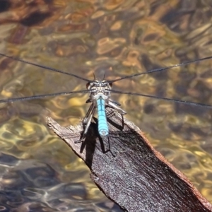 Diphlebia lestoides at Paddys River, ACT - 3 Dec 2016