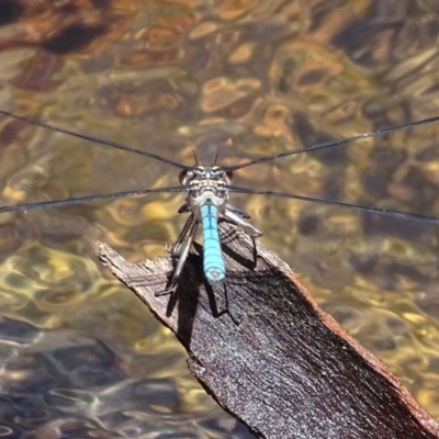 Diphlebia lestoides (Whitewater Rockmaster) at Paddys River, ACT - 3 Dec 2016 by roymcd