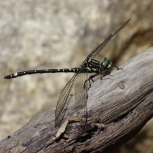 Eusynthemis brevistyla at Paddys River, ACT - 3 Dec 2016