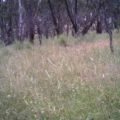 Unidentified at Mulligans Flat - 5 Dec 2016 by MulligansFlat1