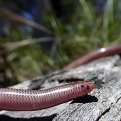 Anilios nigrescens (Blackish Blind Snake) at Canberra Central, ACT - 24 Nov 2016 by rupert.b