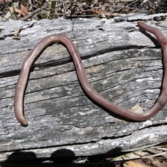 Anilios nigrescens at Canberra Central, ACT - 24 Nov 2016