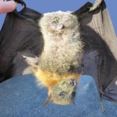 Pteropus poliocephalus (Grey-headed Flying-fox) at Garran, ACT - 26 Nov 2016 by rupert.b