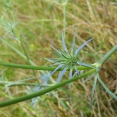 Eryngium ovinum (Blue Devil) at Callum Brae - 6 Dec 2016 by RangerElle