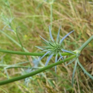 Eryngium ovinum at Symonston, ACT - 6 Dec 2016 03:11 PM