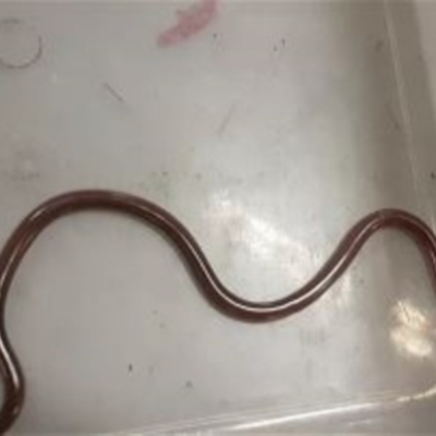 Anilios nigrescens (Blackish Blind Snake) at Majura, ACT - 14 Feb 2017 by NickDaines