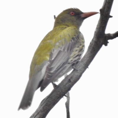 Oriolus sagittatus (Olive-backed Oriole) at Kambah Pool - 6 Dec 2016 by JohnBundock