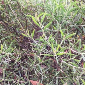 Acacia lanigera var. lanigera at Aranda, ACT - 6 Dec 2016 12:19 PM