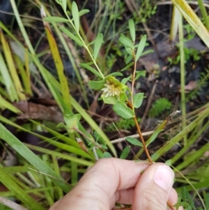 Pimelea linifolia subsp. linifolia at Curtin, ACT - 6 Dec 2016