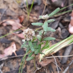 Alternanthera nana at Nicholls, ACT - 6 Dec 2016