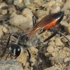 Podalonia tydei at Tharwa, ACT - 30 Nov 2016