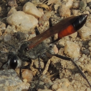 Podalonia tydei at Tharwa, ACT - 30 Nov 2016