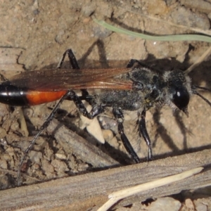 Podalonia tydei at Tharwa, ACT - 30 Nov 2016