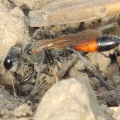 Podalonia tydei at Tharwa, ACT - 30 Nov 2016