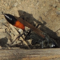 Podalonia tydei at Tharwa, ACT - 30 Nov 2016