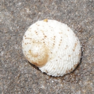 Granata imbricata at Four Winds Bioblitz Reference Sites - 4 Nov 2011 12:33 PM