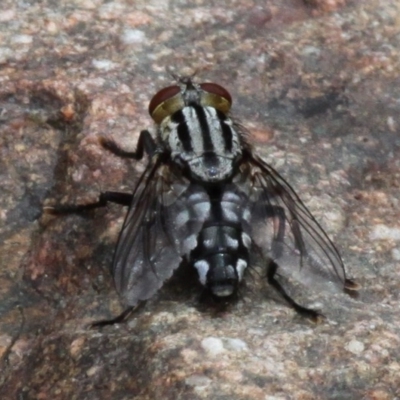 Sarcophagidae (family) (Unidentified flesh fly) at Coree, ACT - 4 Dec 2016 by HarveyPerkins