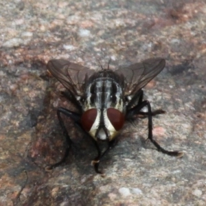 Sarcophagidae (family) at Coree, ACT - 4 Dec 2016