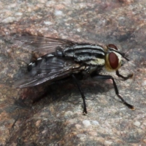 Sarcophagidae sp. (family) at Coree, ACT - 4 Dec 2016