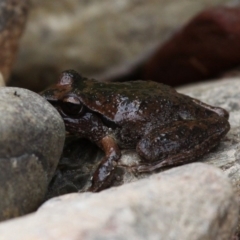 Litoria lesueuri at Coree, ACT - 4 Dec 2016