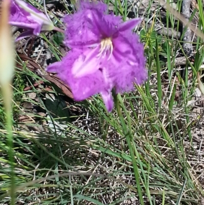 Thysanotus tuberosus subsp. tuberosus (Common Fringe-lily) at Red Hill Nature Reserve - 20 Nov 2016 by RangerElle