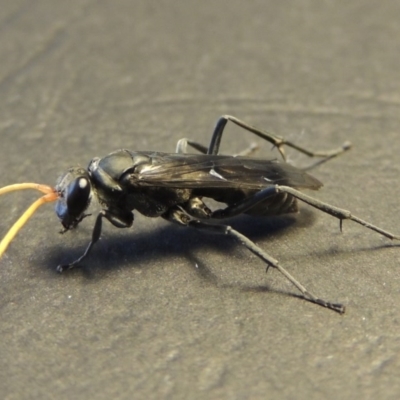 Pompilidae (family) (Unidentified Spider wasp) at Conder, ACT - 19 Nov 2016 by MichaelBedingfield