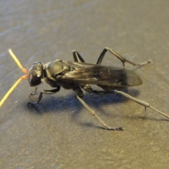 Pompilidae (family) at Conder, ACT - 19 Nov 2016