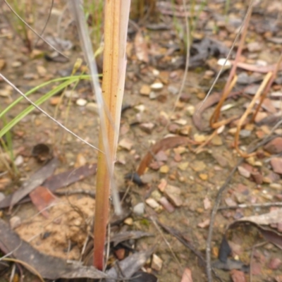 Calochilus sp. (A Beard Orchid) at Aranda, ACT - 6 Dec 2016 by JanetRussell