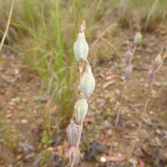 Calochilus sp. at Aranda, ACT - suppressed