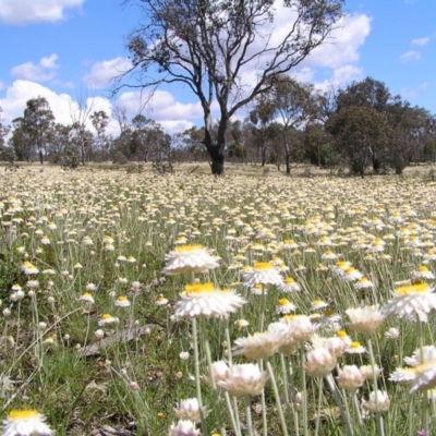 Leucochrysum albicans subsp. tricolor (Hoary Sunray) at Kenny, ACT - 22 Oct 2010 by MatthewFrawley