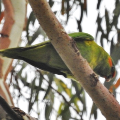 Glossopsitta concinna (Musk Lorikeet) at Wanniassa, ACT - 5 Dec 2016 by JohnBundock