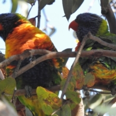 Trichoglossus moluccanus (Rainbow Lorikeet) at Wanniassa, ACT - 7 Dec 2016 by JohnBundock