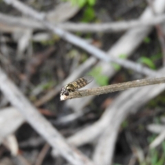 Simosyrphus grandicornis (Common hover fly) at Farrer, ACT - 7 Oct 2016 by ArcherCallaway