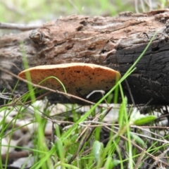 Lentinus arcularius (Fringed Polypore) at Farrer, ACT - 7 Oct 2016 by ArcherCallaway