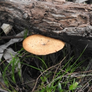 Lentinus arcularius at Farrer, ACT - 7 Oct 2016