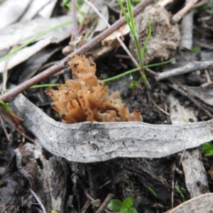 Ramaria sp. at Farrer, ACT - 7 Oct 2016