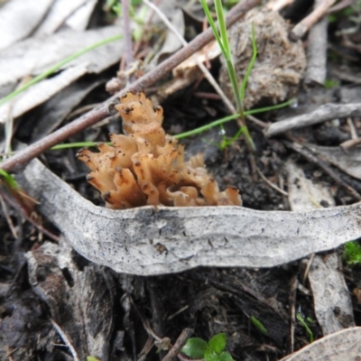 Ramaria sp. (genus) (A Coral fungus) at Farrer, ACT - 7 Oct 2016 by ArcherCallaway