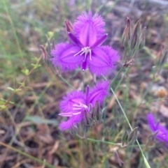 Thysanotus tuberosus subsp. tuberosus (Common Fringe-lily) at Hawker, ACT - 7 Dec 2016 by annamacdonald