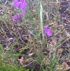 Thysanotus tuberosus subsp. tuberosus at Hawker, ACT - 7 Dec 2016 01:54 PM