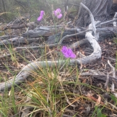 Thysanotus tuberosus subsp. tuberosus at Hawker, ACT - 7 Dec 2016 01:54 PM