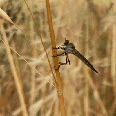 Cerdistus sp. (genus) (Yellow Slender Robber Fly) at Dunlop, ACT - 7 Dec 2016 by annamacdonald