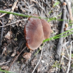 zz agaric (stem; gills white/cream) at Farrer, ACT - 7 Oct 2016