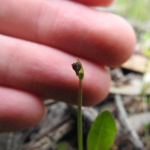 Hypochaeris radicata at Farrer, ACT - 7 Oct 2016