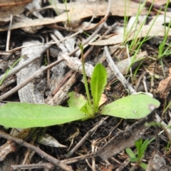 Hypochaeris radicata at Farrer, ACT - 7 Oct 2016