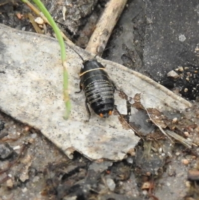 Ellipsidion australe (Austral Ellipsidion cockroach) at Farrer, ACT - 7 Oct 2016 by ArcherCallaway