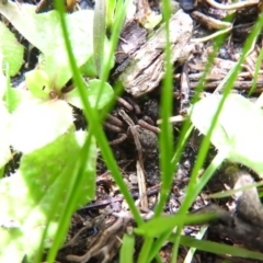 Lycosidae (family) (Wolf spider) at Farrer, ACT - 7 Oct 2016 by ArcherCallaway