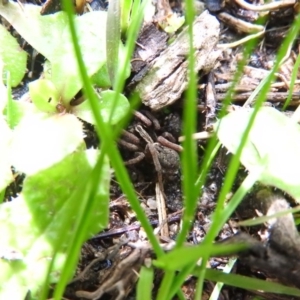 Lycosidae (family) at Farrer, ACT - 7 Oct 2016 10:12 AM