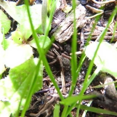 Lycosidae (family) (Unidentified wolf spider) at Farrer, ACT - 6 Oct 2016 by RyuCallaway